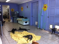 Cat room